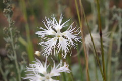 Dianthus soongoricus