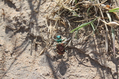 Cicindela coerulea nitida
