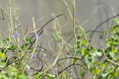 Graphium agamemnon agamemnon