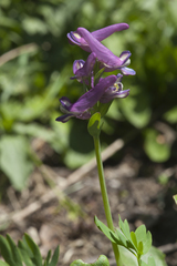 Corydalis conorhiza