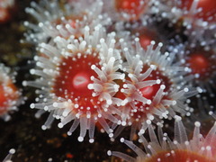 Corynactis californica