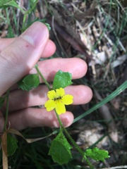 Goodenia rotundifolia