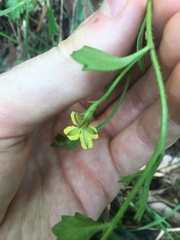 Goodenia rotundifolia
