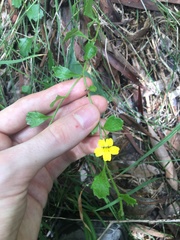 Goodenia rotundifolia