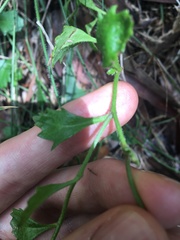 Goodenia rotundifolia