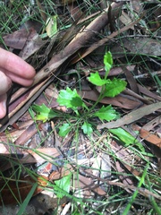 Goodenia rotundifolia