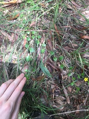 Goodenia rotundifolia