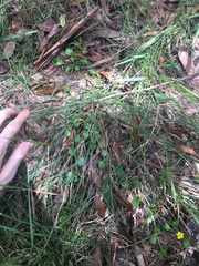 Goodenia rotundifolia