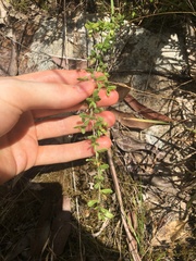 Hibbertia empetrifolia