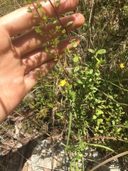 Hibbertia empetrifolia