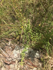 Hibbertia empetrifolia