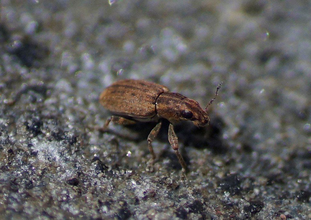Sitona obsoletus obsoletus