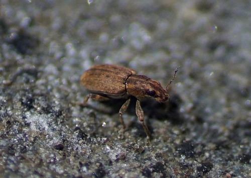 Sitona obsoletus obsoletus