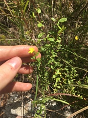 Hibbertia empetrifolia