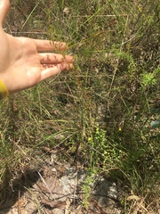 Hibbertia empetrifolia