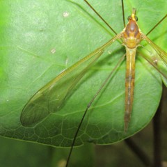 Leptotarsus viridis