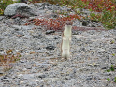 Mustela