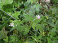 Geranium sibiricum