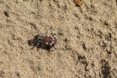 Cicindela transbaicalica