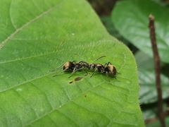 Polyrhachis illaudata