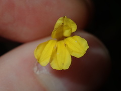 Goodenia paniculata
