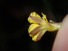 Goodenia paniculata