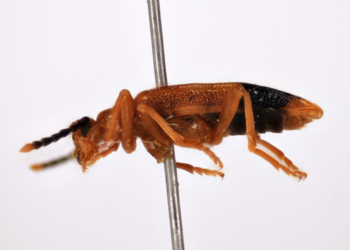Ischalia californica