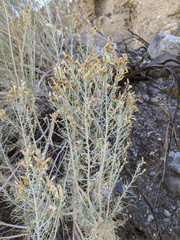 Ericameria paniculata