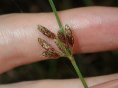 Fimbristylis ferruginea