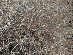 Eriogonum wrightii nodosum