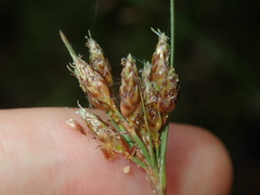 Fimbristylis ferruginea