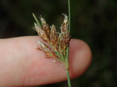 Fimbristylis ferruginea