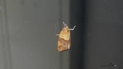 Philedone gerningana