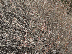 Eriogonum wrightii nodosum