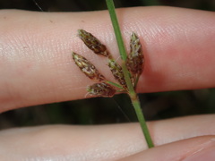 Fimbristylis ferruginea