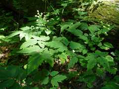 Actaea pachypoda pachypoda