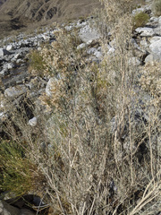 Ericameria paniculata