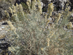 Ericameria paniculata