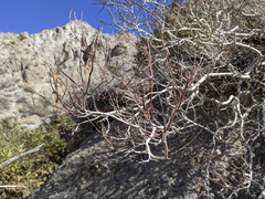 Psorothamnus arborescens
