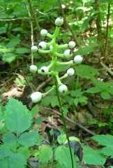 Actaea pachypoda pachypoda