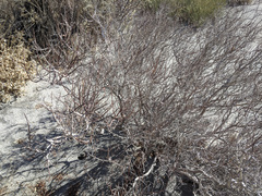 Psorothamnus arborescens