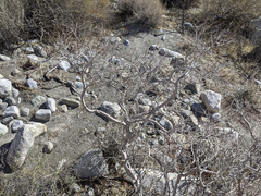 Psorothamnus arborescens