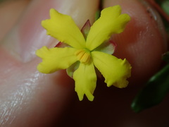 Hibbertia empetrifolia