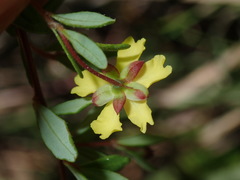 Hibbertia empetrifolia