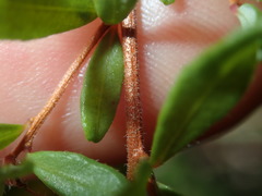 Hibbertia empetrifolia