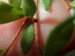 Hibbertia empetrifolia