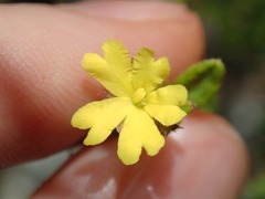 Hibbertia empetrifolia