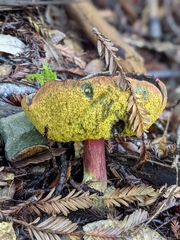 Xerocomellus mendocinensis