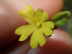 Hibbertia empetrifolia