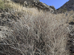 Eriogonum wrightii nodosum